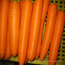 Свежие красные моркови в Китае